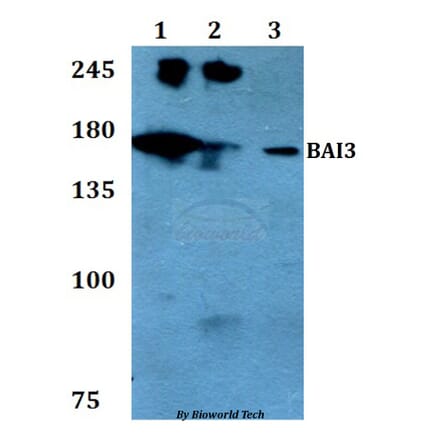 Anti-BAI3 Antibody from Bioworld Technology (BS60780) - Antibodies.com