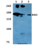 Anti-BAI3 Antibody from Bioworld Technology (BS60780) - Antibodies.com