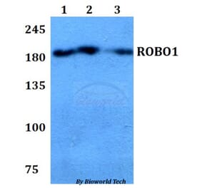 Anti-ROBO1 Antibody from Bioworld Technology (BS60781) - Antibodies.com