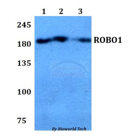 Anti-ROBO1 Antibody from Bioworld Technology (BS60781) - Antibodies.com