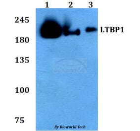 Anti-LTBP1 Antibody from Bioworld Technology (BS60783) - Antibodies.com