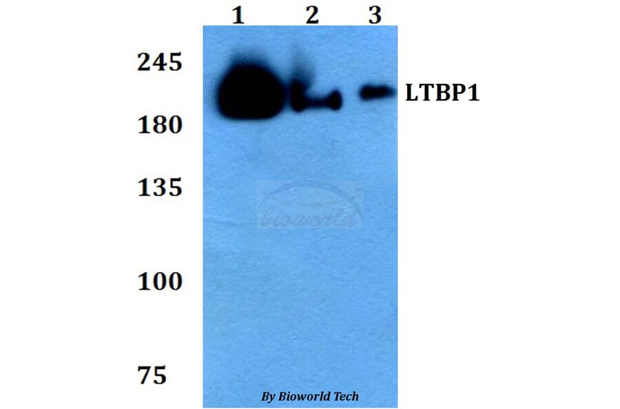 Anti-LTBP1 Antibody from Bioworld Technology (BS60783) - Antibodies.com