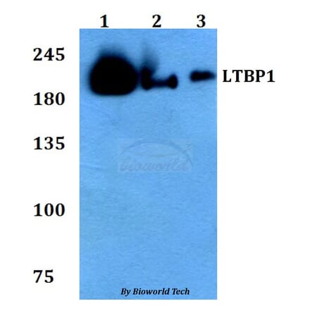 Anti-LTBP1 Antibody from Bioworld Technology (BS60783) - Antibodies.com
