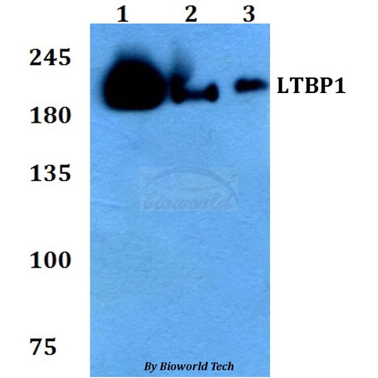 Anti-LTBP1 Antibody from Bioworld Technology (BS60783) - Antibodies.com