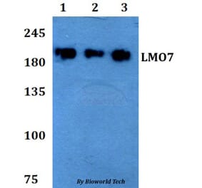 Anti-LMO7 Antibody from Bioworld Technology (BS60784) - Antibodies.com