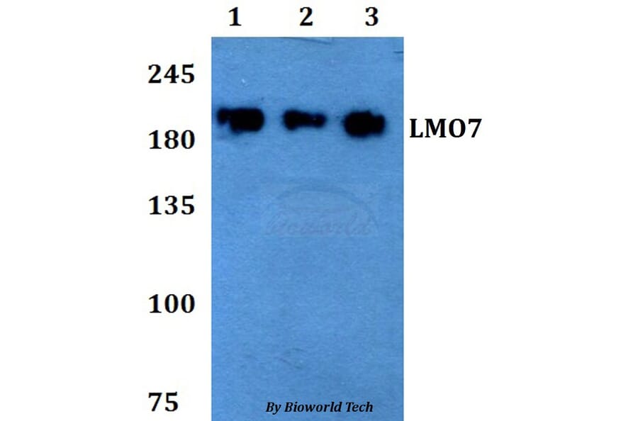 Anti-LMO7 Antibody from Bioworld Technology (BS60784) - Antibodies.com