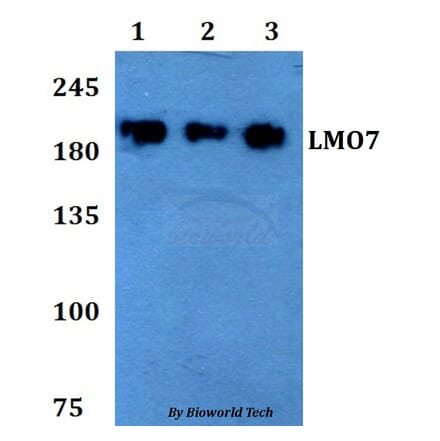 Anti-LMO7 Antibody from Bioworld Technology (BS60784) - Antibodies.com