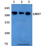 Anti-LMO7 Antibody from Bioworld Technology (BS60784) - Antibodies.com