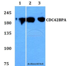 Anti-CDC42BPA Antibody from Bioworld Technology (BS60785) - Antibodies.com