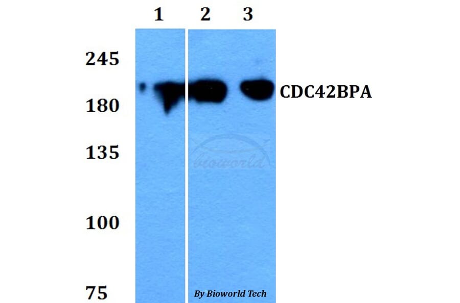 Anti-CDC42BPA Antibody from Bioworld Technology (BS60785) - Antibodies.com