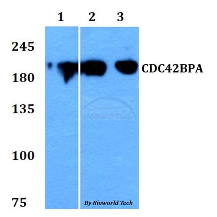 Anti-CDC42BPA Antibody from Bioworld Technology (BS60785) - Antibodies.com