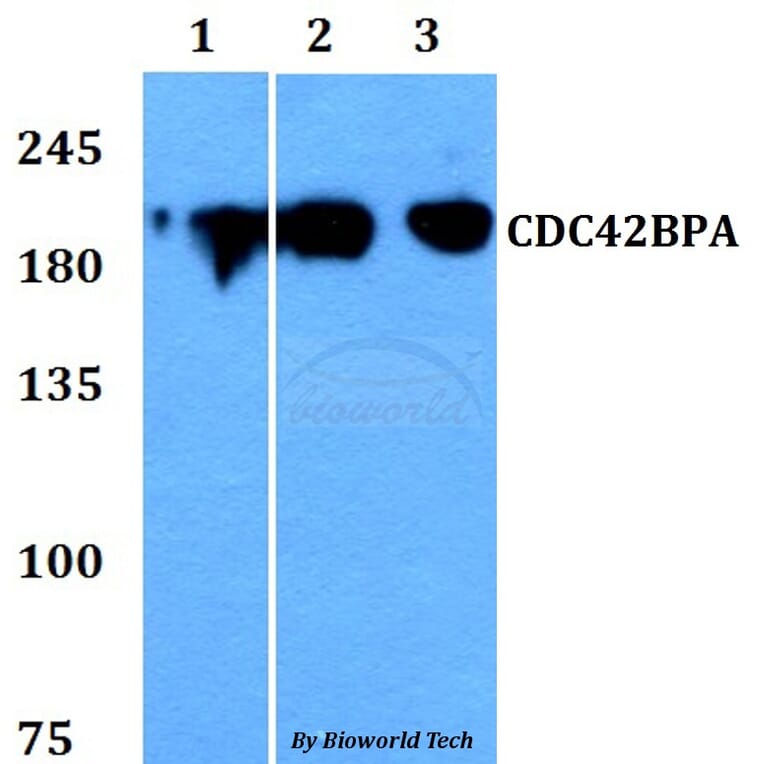 Anti-CDC42BPA Antibody from Bioworld Technology (BS60785) - Antibodies.com