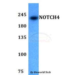 Anti-NOTCH4 Antibody from Bioworld Technology (BS60786) - Antibodies.com