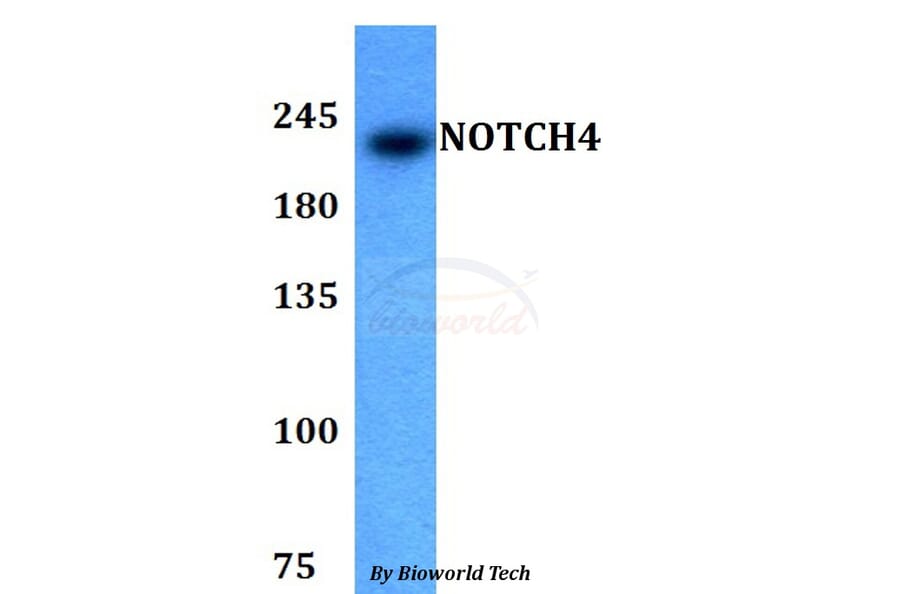 Anti-NOTCH4 Antibody from Bioworld Technology (BS60786) - Antibodies.com