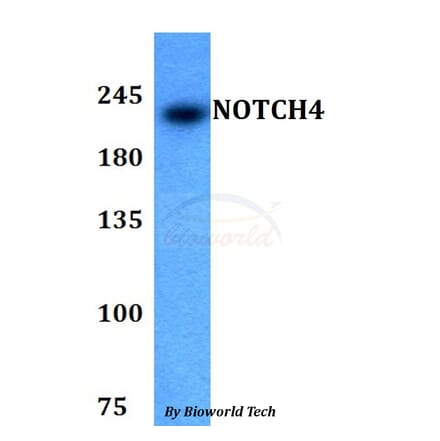Anti-NOTCH4 Antibody from Bioworld Technology (BS60786) - Antibodies.com