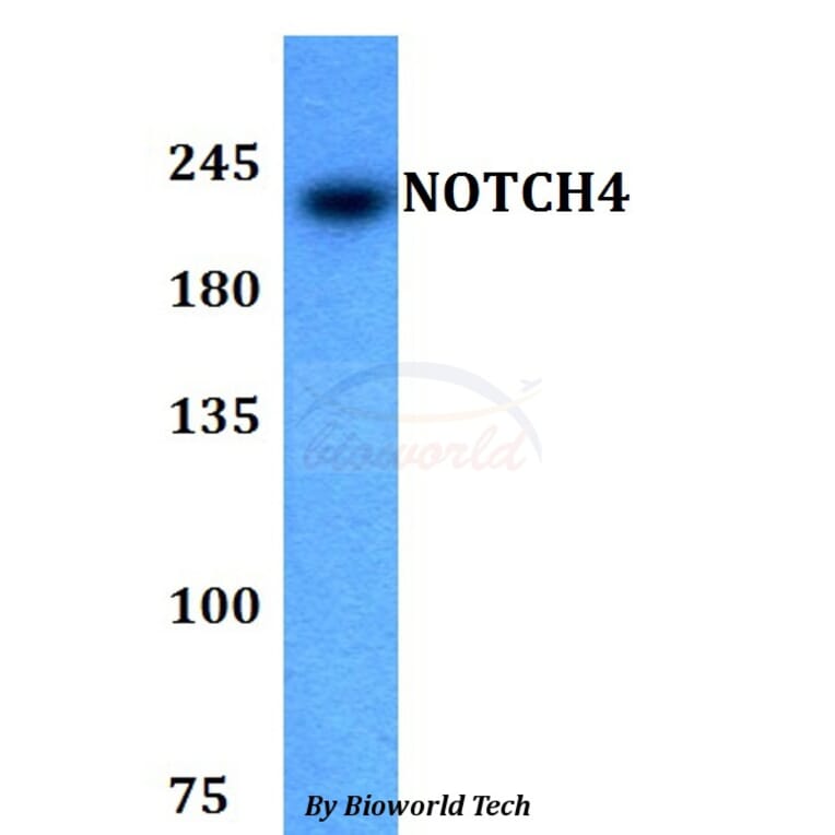 Anti-NOTCH4 Antibody from Bioworld Technology (BS60786) - Antibodies.com