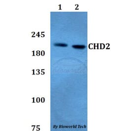 Anti-CHD2 Antibody from Bioworld Technology (BS60787) - Antibodies.com