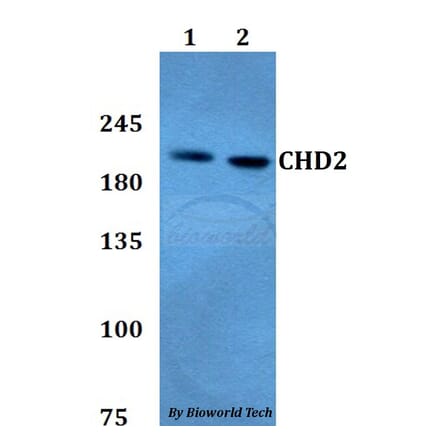 Anti-CHD2 Antibody from Bioworld Technology (BS60787) - Antibodies.com