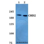 Anti-CHD2 Antibody from Bioworld Technology (BS60787) - Antibodies.com