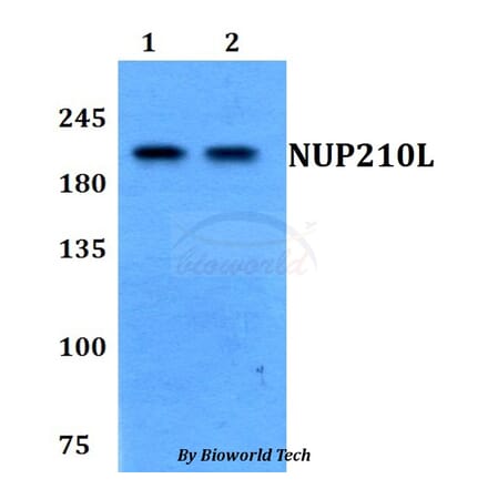Anti-NUP210L Antibody from Bioworld Technology (BS60788) - Antibodies.com