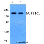 Anti-NUP210L Antibody from Bioworld Technology (BS60788) - Antibodies.com