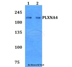 Anti-PLXNA4 Antibody from Bioworld Technology (BS60789) - Antibodies.com