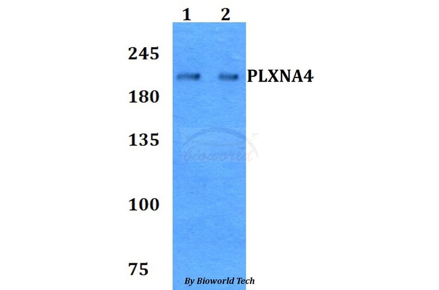 Anti-PLXNA4 Antibody from Bioworld Technology (BS60789) - Antibodies.com