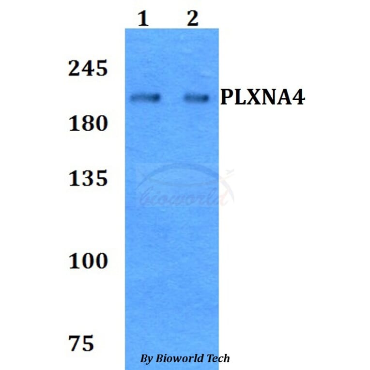 Anti-PLXNA4 Antibody from Bioworld Technology (BS60789) - Antibodies.com