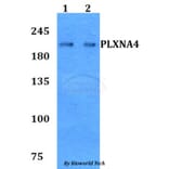 Anti-PLXNA4 Antibody from Bioworld Technology (BS60789) - Antibodies.com