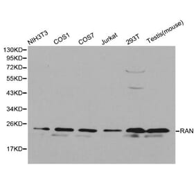 Anti-RAN Antibody from Bioworld Technology (BS6079) - Antibodies.com