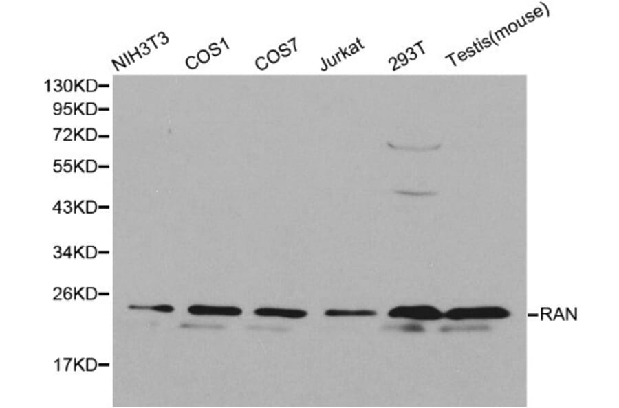 Anti-RAN Antibody from Bioworld Technology (BS6079) - Antibodies.com