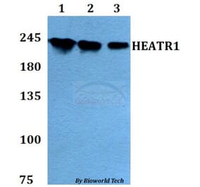 Anti-HEATR1 Antibody from Bioworld Technology (BS60792) - Antibodies.com