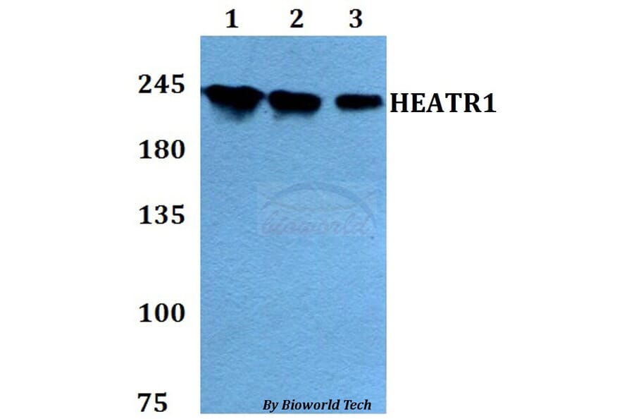 Anti-HEATR1 Antibody from Bioworld Technology (BS60792) - Antibodies.com