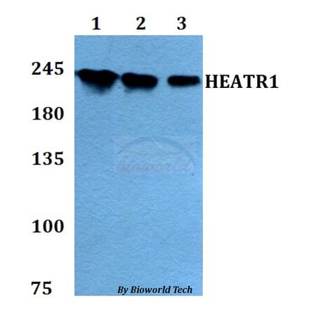Anti-HEATR1 Antibody from Bioworld Technology (BS60792) - Antibodies.com