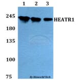 Anti-HEATR1 Antibody from Bioworld Technology (BS60792) - Antibodies.com