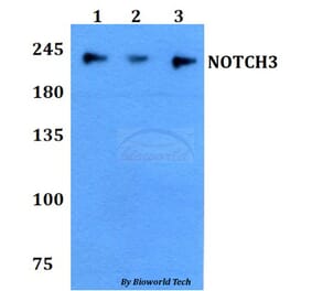 Anti-NOTCH3 Antibody from Bioworld Technology (BS60793) - Antibodies.com