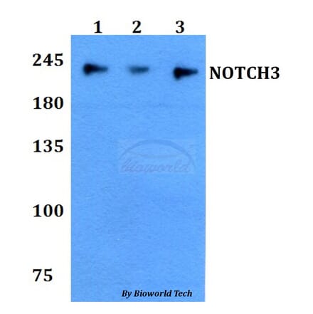 Anti-NOTCH3 Antibody from Bioworld Technology (BS60793) - Antibodies.com