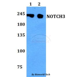 Anti-NOTCH3 Antibody from Bioworld Technology (BS60794) - Antibodies.com