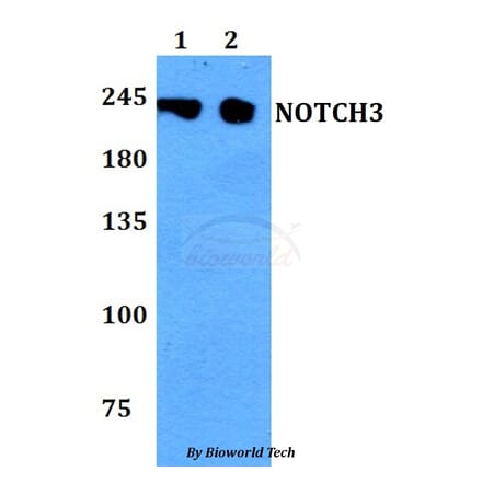 Anti-NOTCH3 Antibody from Bioworld Technology (BS60794) - Antibodies.com