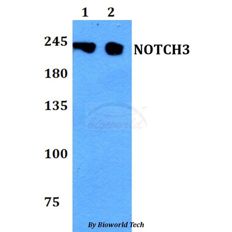 Anti-NOTCH3 Antibody from Bioworld Technology (BS60794) - Antibodies.com