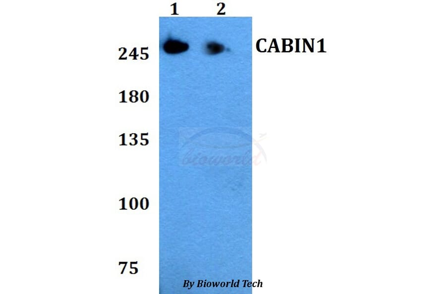 Anti-CABIN1 Antibody from Bioworld Technology (BS60795) - Antibodies.com