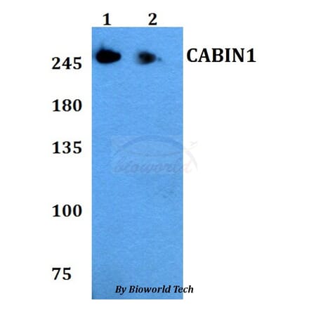 Anti-CABIN1 Antibody from Bioworld Technology (BS60795) - Antibodies.com