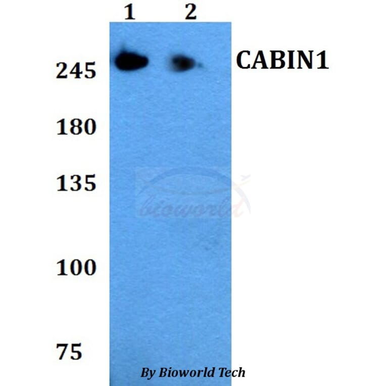 Anti-CABIN1 Antibody from Bioworld Technology (BS60795) - Antibodies.com