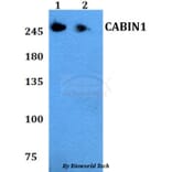 Anti-CABIN1 Antibody from Bioworld Technology (BS60795) - Antibodies.com