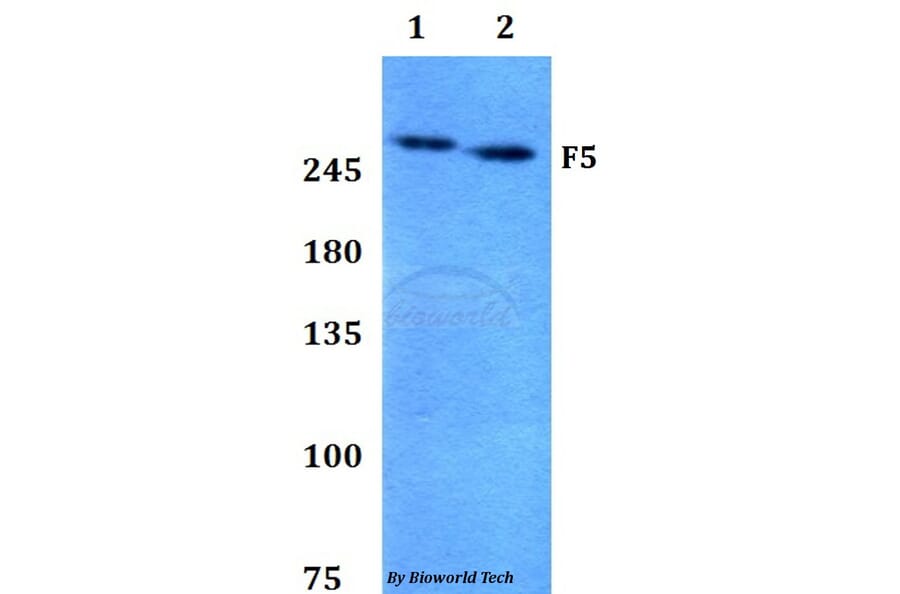 Anti-F5 Antibody from Bioworld Technology (BS60797) - Antibodies.com