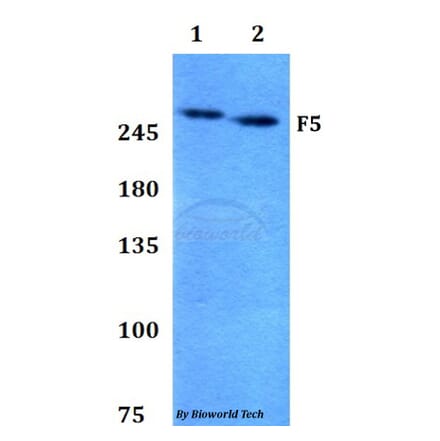 Anti-F5 Antibody from Bioworld Technology (BS60797) - Antibodies.com