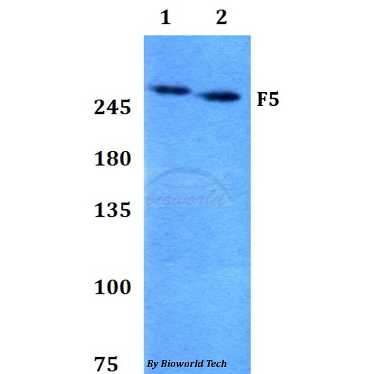 Anti-F5 Antibody from Bioworld Technology (BS60797) - Antibodies.com