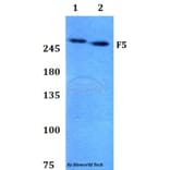 Anti-F5 Antibody from Bioworld Technology (BS60797) - Antibodies.com