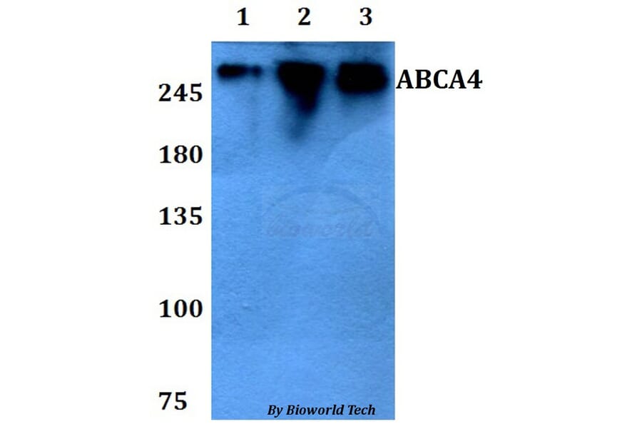 Anti-ABCA4 Antibody from Bioworld Technology (BS60799) - Antibodies.com