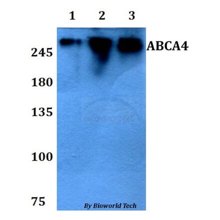 Anti-ABCA4 Antibody from Bioworld Technology (BS60799) - Antibodies.com